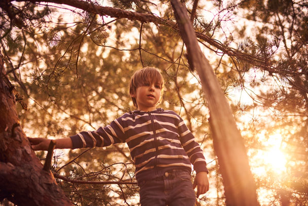 Happy boy sitting high up in a pine tree at sunset